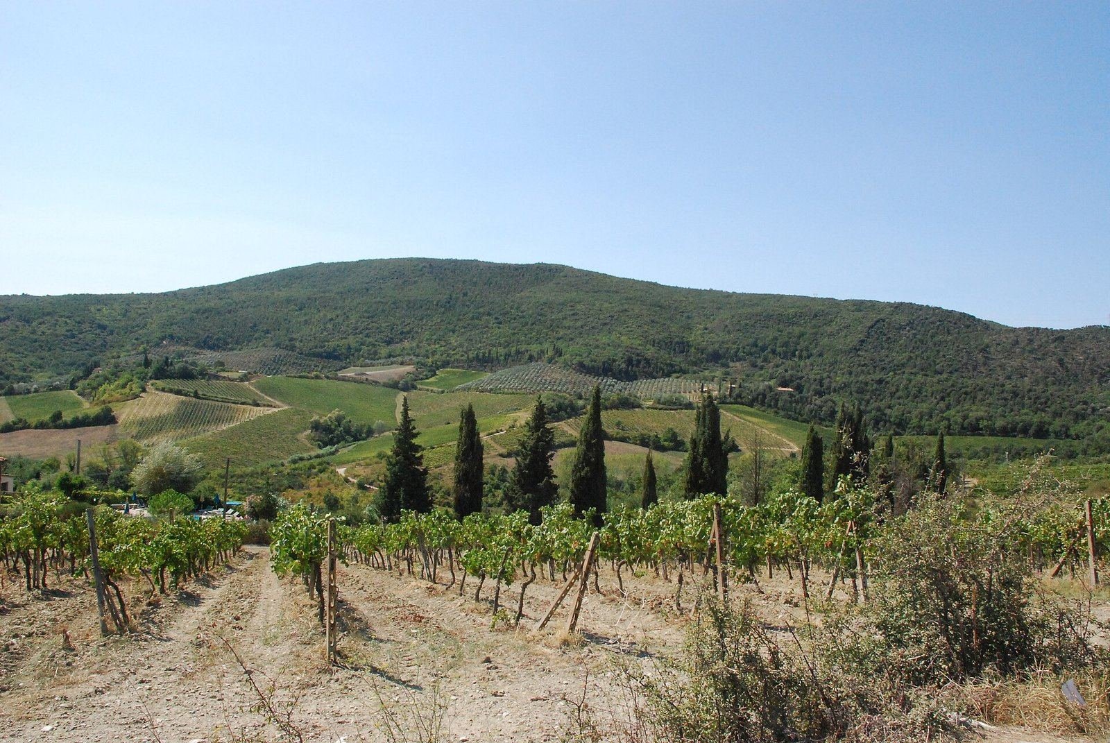 หน้าแรก Grape Vines And Cypress Trees In Tuscany Opt